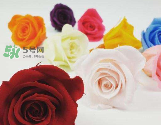 送永生花代表什么？一個(gè)男孩送自己永生花是什么意思？