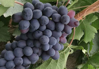 紫葡萄的營養(yǎng)價(jià)值_紫葡萄的功效與作用及飲食禁忌