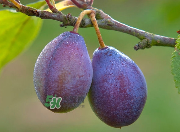 孕婦能吃新鮮西梅嗎？西梅和李子的區(qū)別