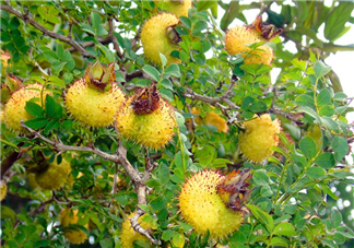 刺梨泡茶能經常喝嗎？刺梨泡水喝禁忌多