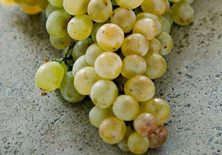 綠葡萄的營養(yǎng)價(jià)值_綠葡萄的功效與作用及飲食禁忌