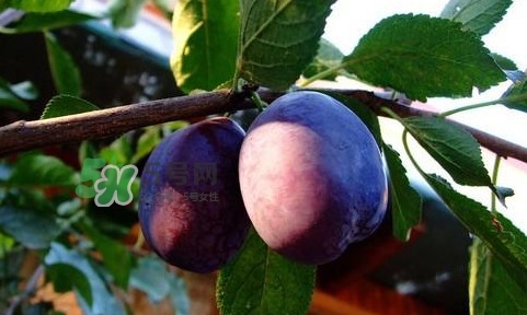 西梅泥怎么做？西梅泥能治療寶寶便秘嗎