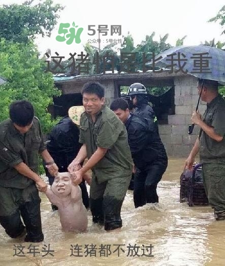 網(wǎng)紅小豬表情包為什么火了？網(wǎng)紅小豬表情包怎么火的？