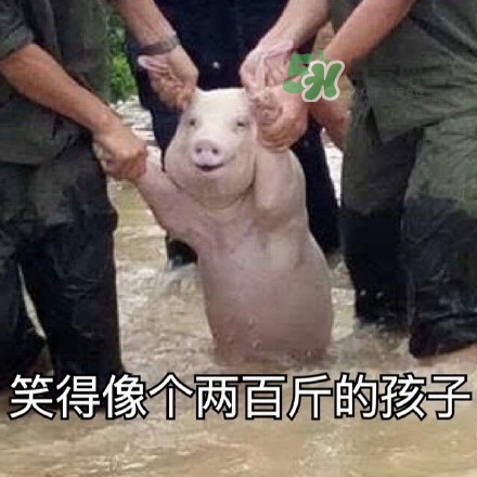 網(wǎng)紅小豬表情包為什么火了？網(wǎng)紅小豬表情包怎么火的？