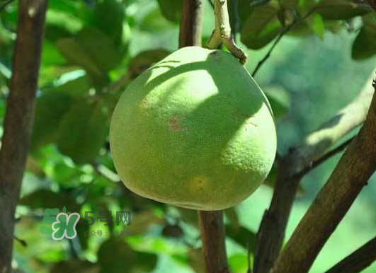 什么病人不能吃柚子？柚子的食用禁忌