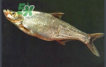 刁子魚是秋刀魚嗎？刁子魚是海魚嗎？