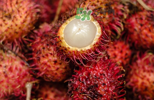 紅毛丹的核可以種嗎？紅毛丹的核怎么種