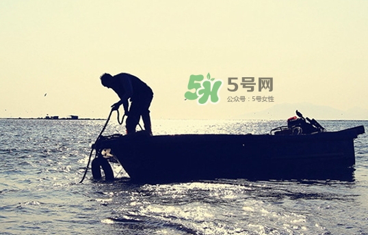 剝皮魚孕婦可以吃嗎？懷孕可以吃剝皮魚嗎？