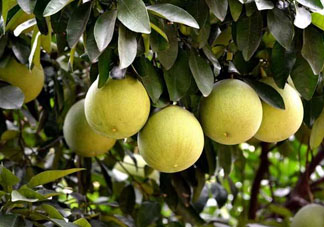 什么病人不能吃柚子？柚子的食用禁忌