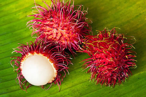 紅毛丹是哪里的特產(chǎn)？紅毛丹是什么季節(jié)的水果