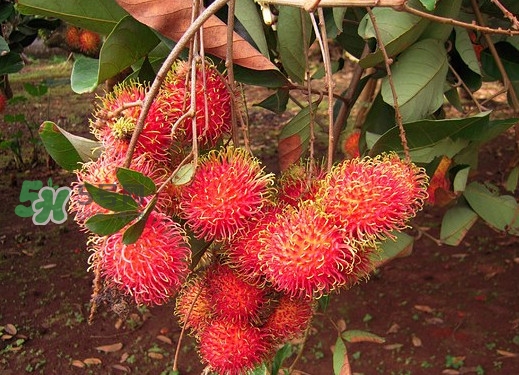 紅毛丹什么時候成熟？紅毛丹哪些人不適合吃