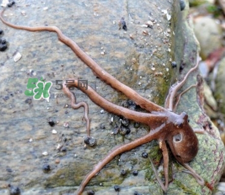 章魚有牙齒嗎？章魚天敵是什么