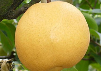 貢梨的產(chǎn)地是哪里？貢梨的功效和作用