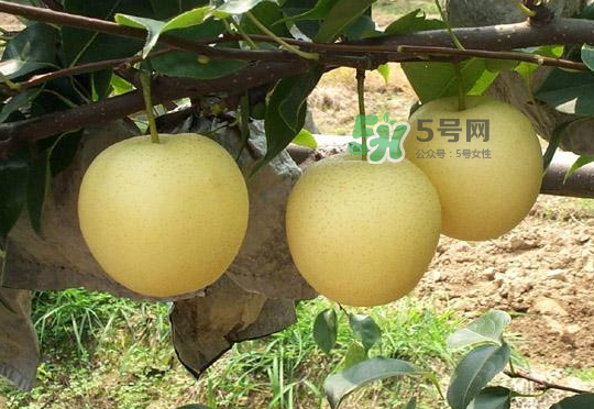 雪花梨是雪梨嗎？雪花梨和雪梨的區(qū)別