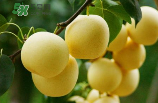 雪花梨是雪梨嗎？雪花梨和雪梨的區(qū)別