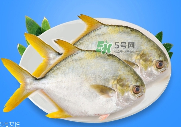 金鯧魚是海魚嗎？金鯧魚的刺多嗎？