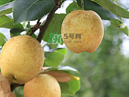 水晶梨和雪梨的功效一樣嗎？水晶梨是雪梨嗎？