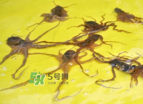 章魚會咬人嗎？章魚會吃人嗎