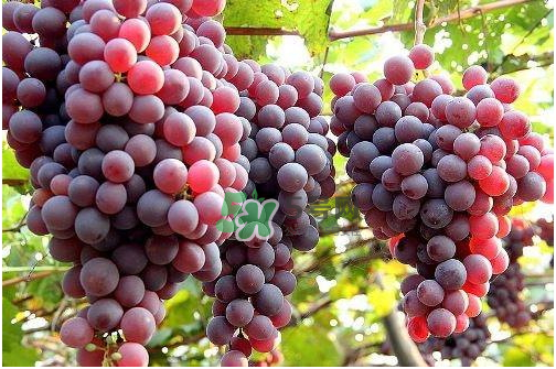 心形葡萄什么品種？心形葡萄怎么種？