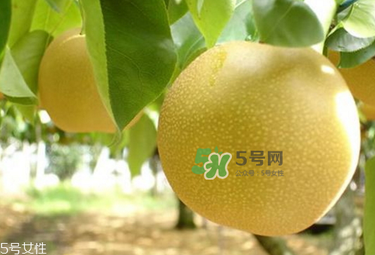 貢梨可以做冰糖雪梨嗎？貢梨可以燉川貝嗎？