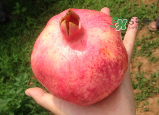 軟籽石榴和硬籽石榴哪種好吃？軟籽石榴和硬籽石榴的區(qū)別