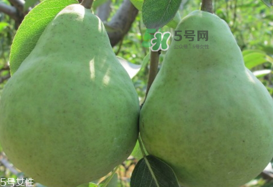 巴梨怎么吃？巴梨是熱性還是涼性的？