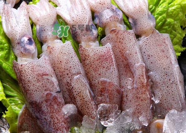 筆管魚是魷魚嗎？筆管魚和魷魚的區(qū)別