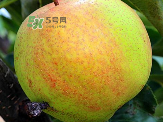 蘋果梨是轉基因還是變基因？蘋果梨的功效與作用