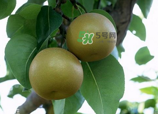 沙梨孕婦可以吃嗎？沙梨的功效與作用