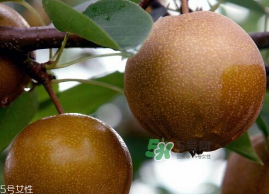 沙梨孕婦可以吃嗎？沙梨的功效與作用