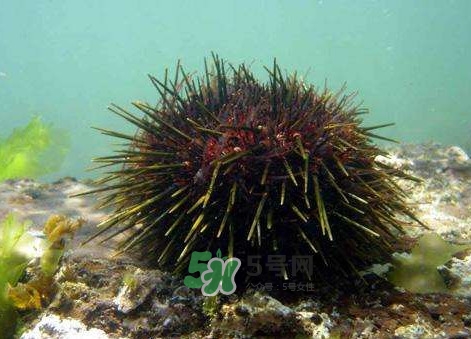 孕婦可以吃海膽嗎？孕婦能吃海膽嗎