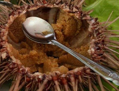 嬰兒能不能吃海膽？寶寶多大能吃海膽