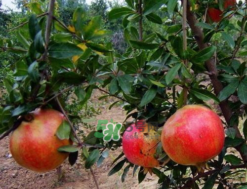 河陰石榴什么時候成熟？河陰石榴多少錢一斤？