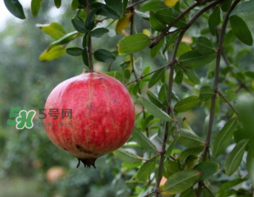 河陰石榴什么時候成熟？河陰石榴多少錢一斤？