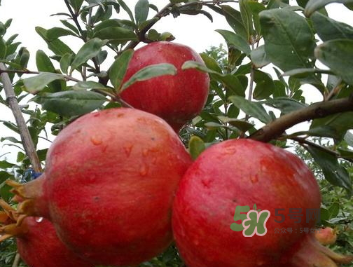 河陰石榴什么時候成熟？河陰石榴多少錢一斤？