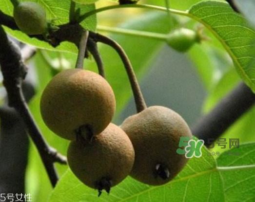 沙梨怎么做才好吃？沙梨的熱量