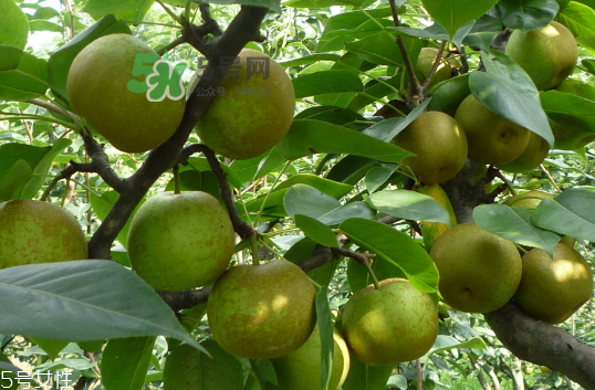 沙梨怎么做才好吃？沙梨的熱量