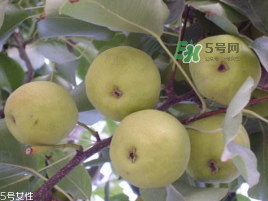 沙梨怎么做才好吃？沙梨的熱量