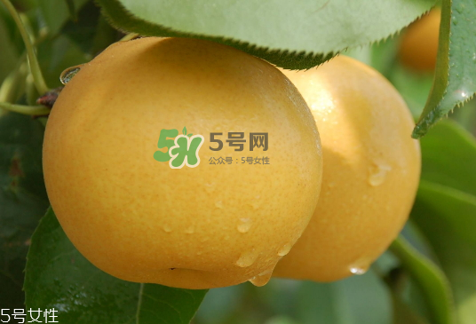 圓黃梨好吃嗎？圓黃梨的功效與作用