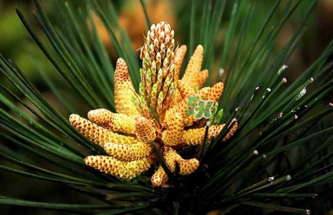 松花粉孕婦可以吃嗎？孕婦吃松花粉有什么好處？