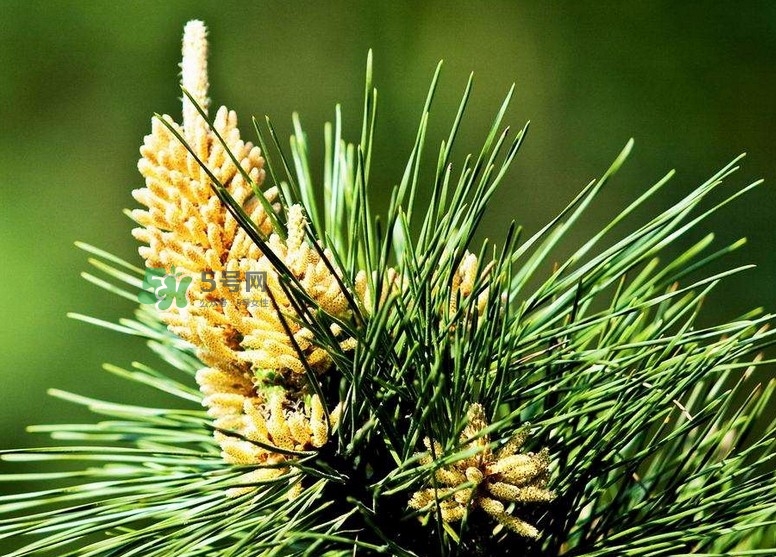 松花粉能治腎炎嗎？腎炎吃哪些食物好？