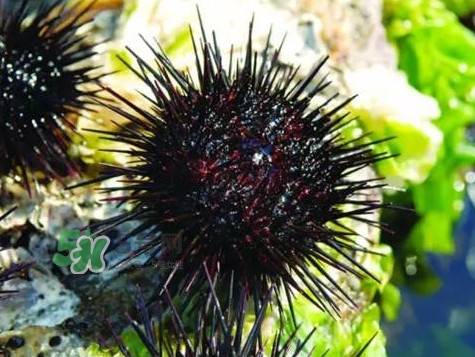 孕婦可以吃海膽嗎？孕婦能吃海膽嗎