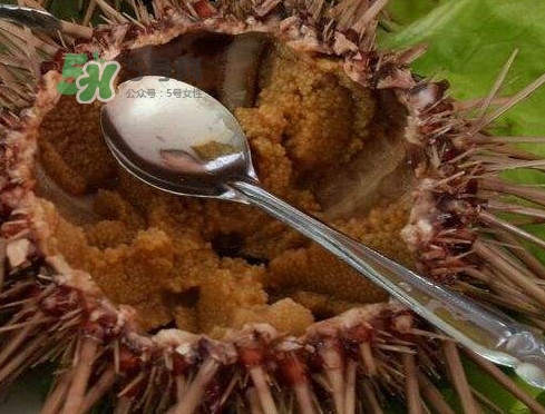 孕婦可以吃海膽嗎？孕婦能吃海膽嗎