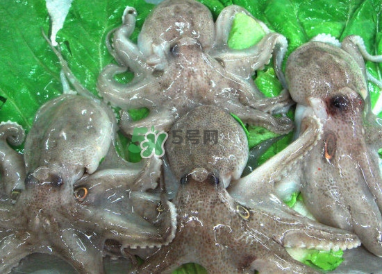 章魚會咬人嗎？章魚會吃人嗎