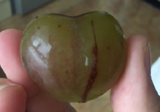 心形葡萄能吃嗎？心形葡萄和普通葡萄的區(qū)別