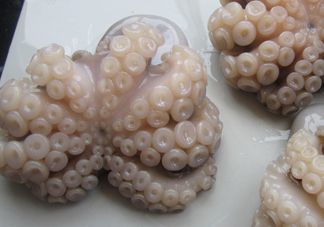 章魚有牙齒嗎？章魚天敵是什么