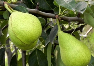 巴梨的營養(yǎng)價(jià)值 巴梨的功效和作用