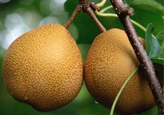 沙梨怎么做才好吃？沙梨的熱量