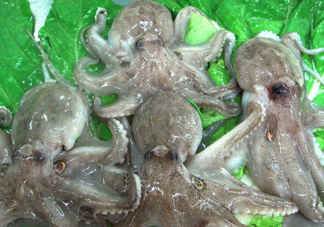 章魚會(huì)咬人嗎？章魚會(huì)吃人嗎