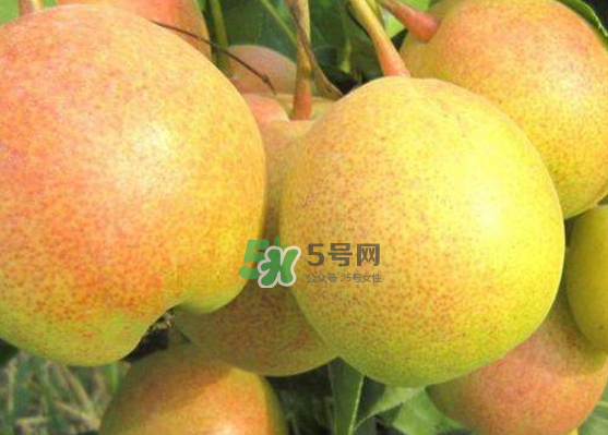 蘋果梨是轉基因還是變基因？蘋果梨的功效與作用